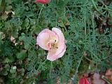 Californian Poppy 